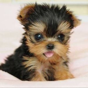 Meet your Posher, Dennis